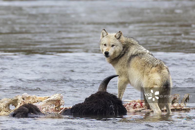 河中狼图片素材