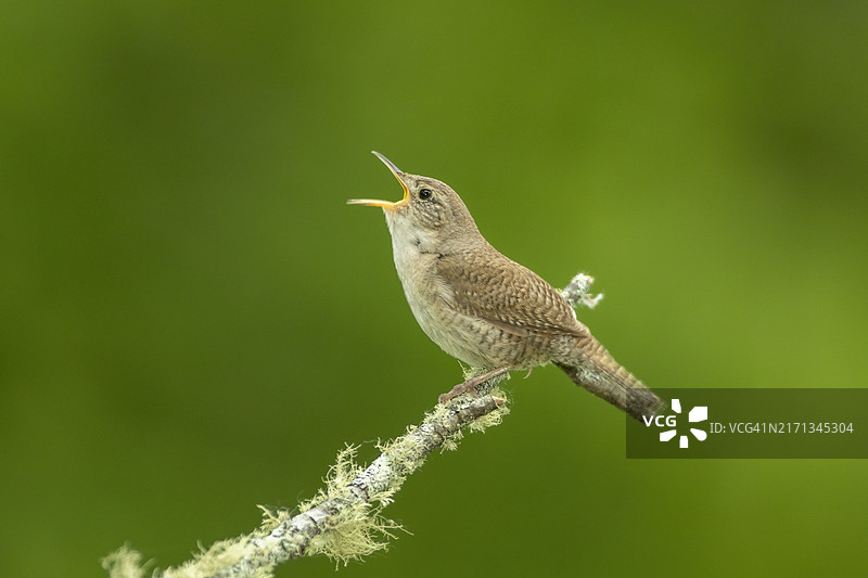 栖息和鸣叫的家鹪鹩图片素材