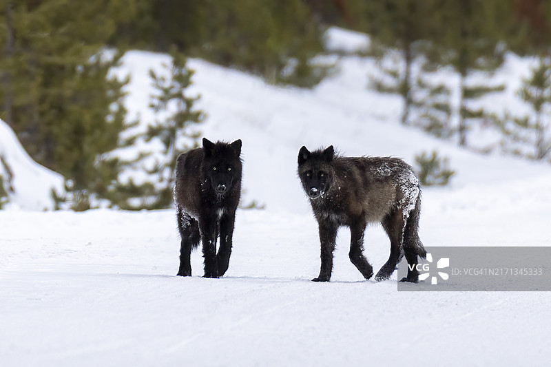 冬季的东部灰狼图片素材