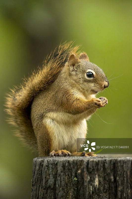 红松鼠进食图片素材