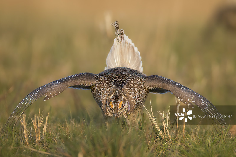 成年雄性尖尾松鸡在求偶场跳舞展示图片素材