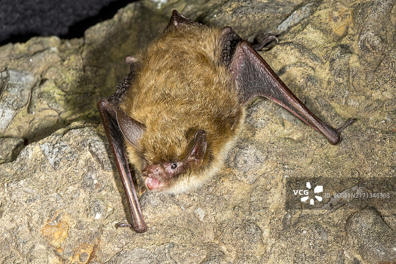 北方长耳蝙蝠夜间栖息在石墙上图片素材