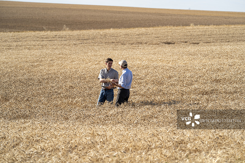 精准农业专家为农民提供关于作物质量和产量的建议图片素材