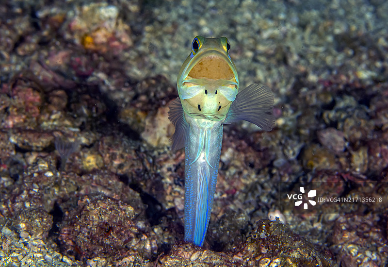 黄头颚鱼图片素材