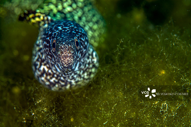 斑点海鳝图片素材