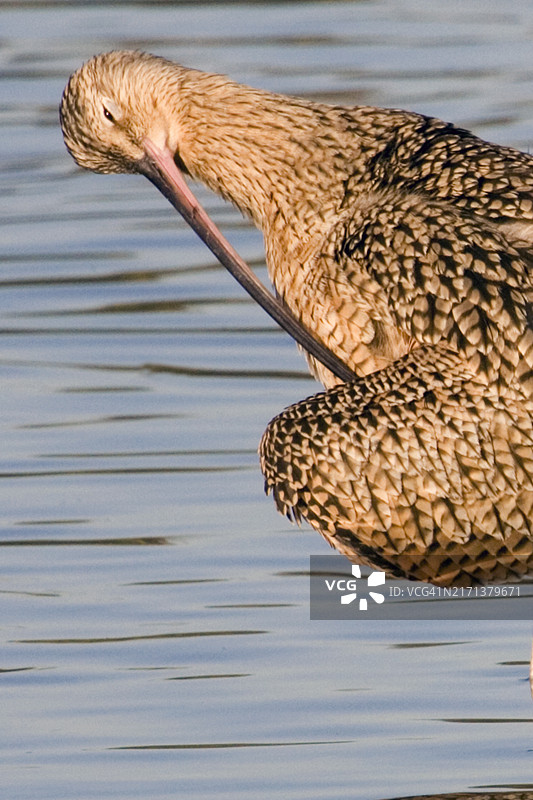 长嘴鹬特写，用喙梳理羽毛图片素材