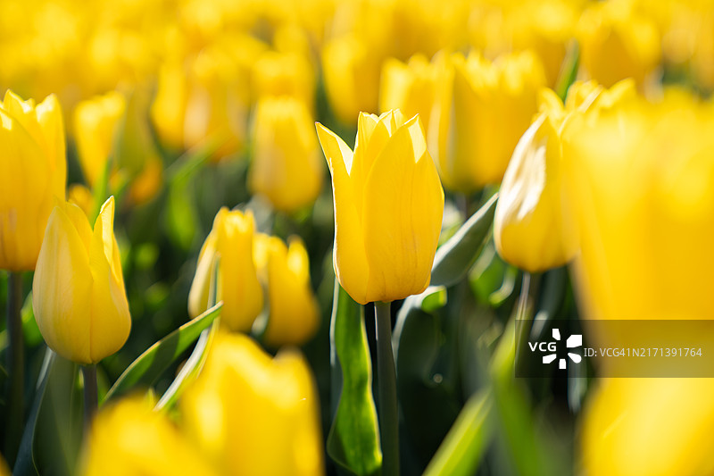 加拿大不列颠哥伦比亚省的郁金香花田图片素材