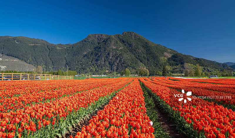 加拿大不列颠哥伦比亚省的郁金香花田和山景图片素材