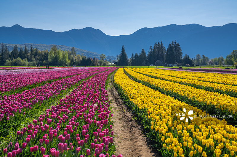 加拿大不列颠哥伦比亚省的郁金香花田和山景图片素材