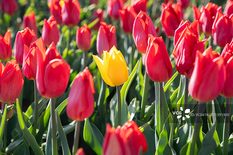 加拿大不列颠哥伦比亚省的郁金香花田图片素材
