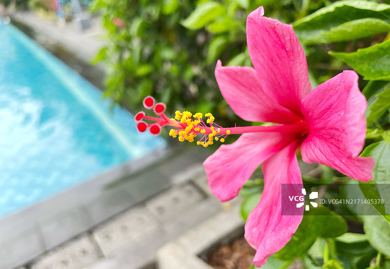 泳池边的花朵图片素材