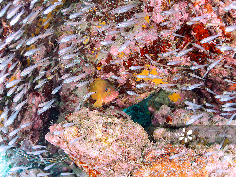 半线天竺鲷、斑点天竺鲷及其他幼鱼和黑边石斑鱼在四脚动物周围群游图片素材