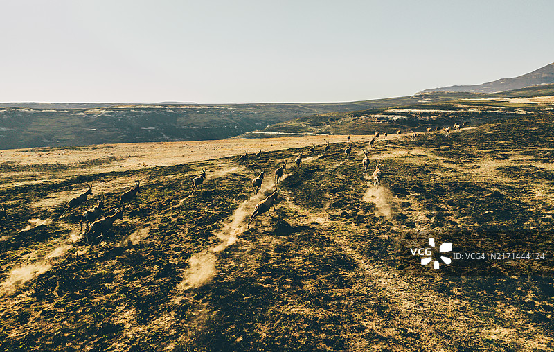 南非金门高地国家公园中的羚羊。图片素材