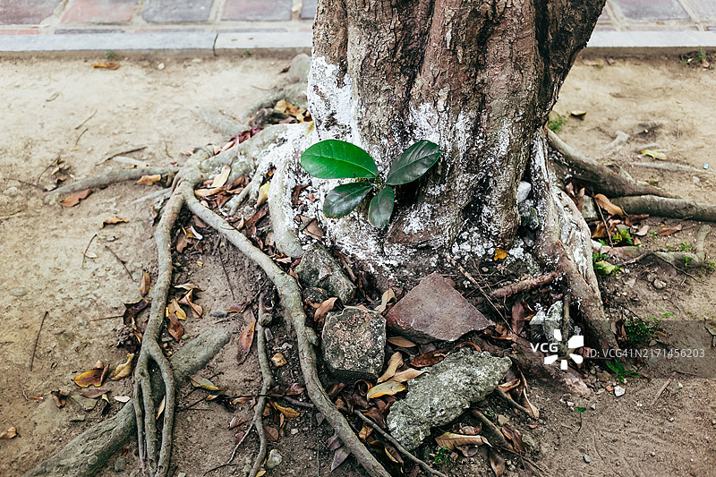 越南中部带有石灰的白色热带树木图片素材