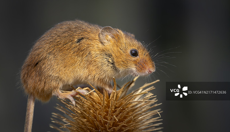 在起绒草上的小家鼠图片素材