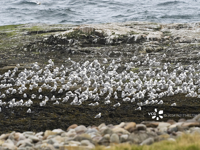 北极海洋沿岸岩石上休息的三趾鸥，挪威瓦朗厄尔峡湾繁殖地旁，五月图片素材