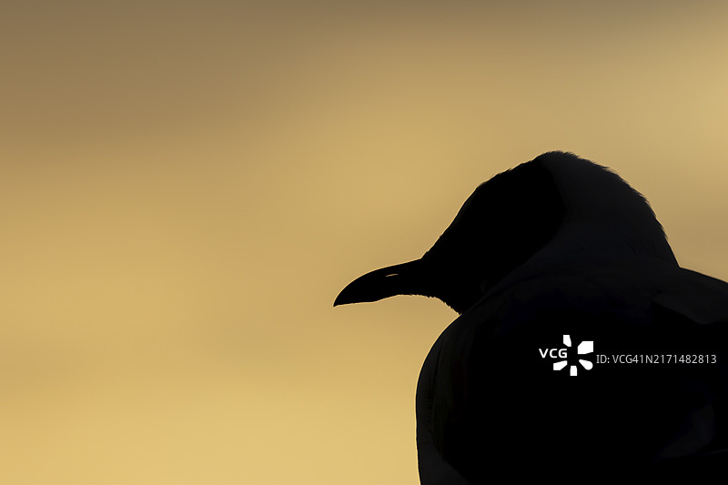 黑头鸥成年鸟剪影头部特写图片素材