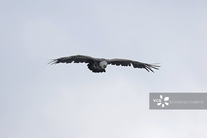 飞翔的秃鹫，位于奥地利萨尔茨堡地区霍亨韦尔芬城堡图片素材