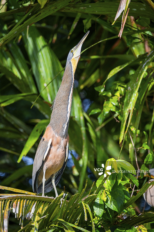 裸喉虎鹭在哥斯达黎加托尔图格罗国家公园的树上栖息图片素材
