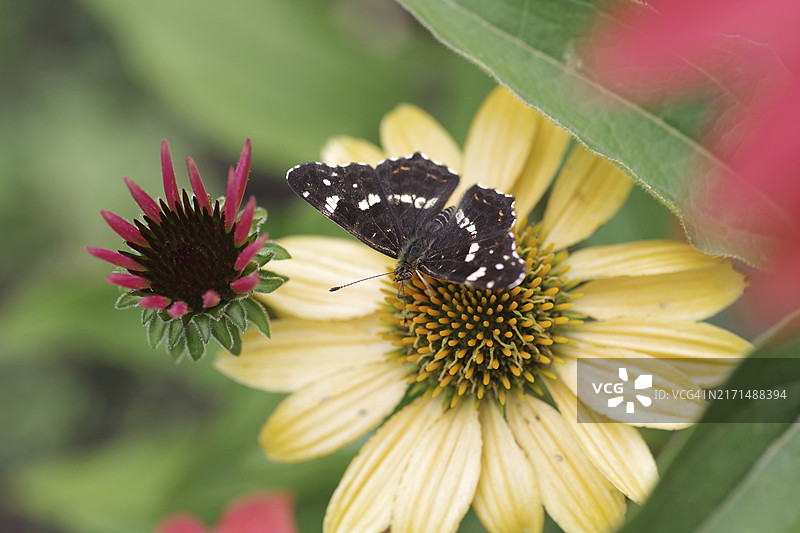 地图蝶（Araschnia levana），蝴蝶，锥花，色彩鲜艳，夏季款土地的特写镜头。 它从锥花的花朵中吸取花蜜图片素材