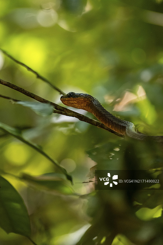 科尔科瓦多国家公园的美洲鞭蛇图片素材