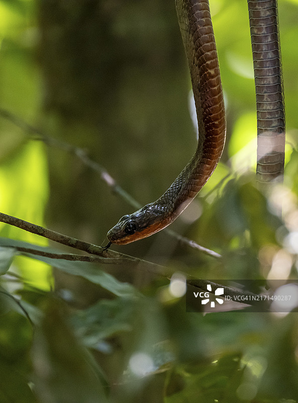 科尔科瓦多国家公园的美洲鞭蛇图片素材