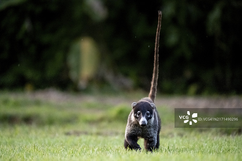 成年白鼻浣熊，尾巴竖起，在Sirena的草地上，看向镜头，位于哥斯达黎加蓬塔雷纳斯省Corcovado国家公园，中美洲图片素材