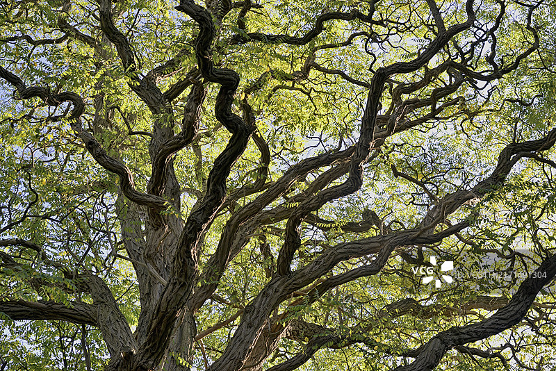 落叶树，刺槐，扭曲的树冠，德国北莱茵-威斯特法伦图片素材