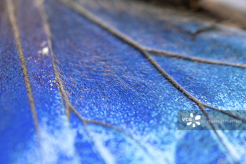 海伦娜闪蝶翅膀细节，哥斯达黎加阿拉胡埃拉省图片素材