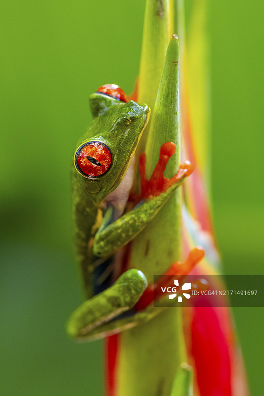 红眼树蛙，栖息在假天堂鸟花朵上，哥斯达黎加埃雷迪亚省，中美洲图片素材