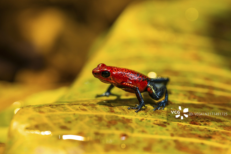 草莓毒箭蛙（Oophaga pumilio）栖息在黄色树叶上，位于哥斯达黎加埃雷迪亚省，中美洲图片素材