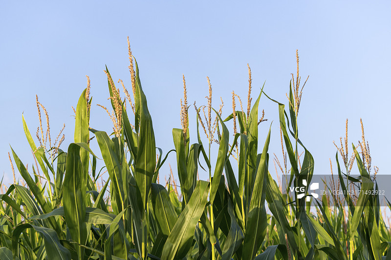 可再生能源、玉米植物、沼气厂、饲料玉米的象征性图像，德国巴登-符腾堡图片素材