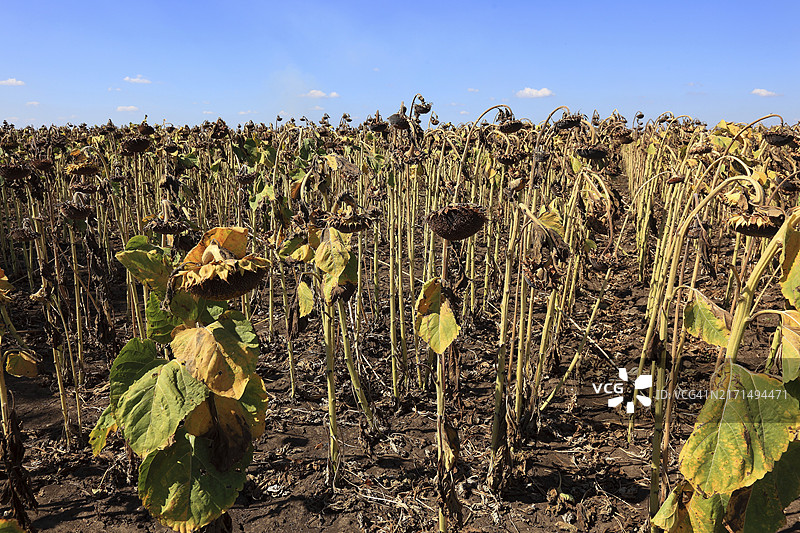 罗马尼亚：久尔久附近向日葵田，成熟待收割的向日葵，欧洲图片素材