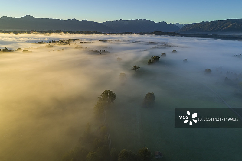 德国巴伐利亚阿尔卑斯山麓的草地和树木航拍，日出，雾图片素材