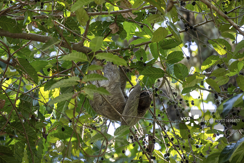 在树上觅食的棕喉树懒(Bradypus variegatus)图片素材