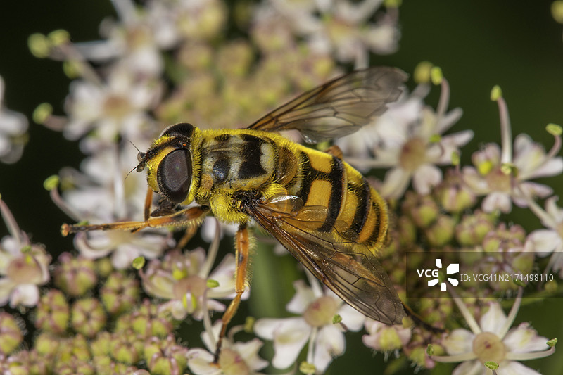 德国巴登-符腾堡欧洲，死亡之首食蚜蝇（Myanthropa florea）在当归（Angelica sylvestris）白色花朵上的雌性特写图片素材