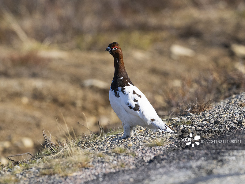 夏季雄性柳雷鸟，栖息于芬兰拉普兰图片素材