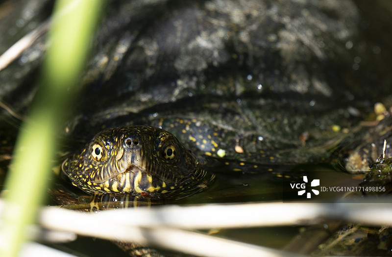 欧洲泽龟（Emys orbicularis），雌性，晒日光浴，水，下奥地利图片素材