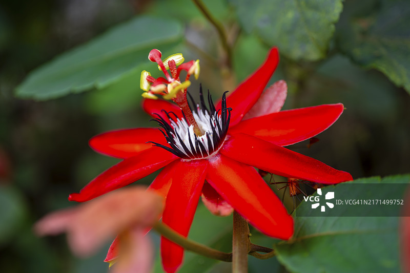 红色西番莲花，托尔图格罗国家公园，哥斯达黎加图片素材