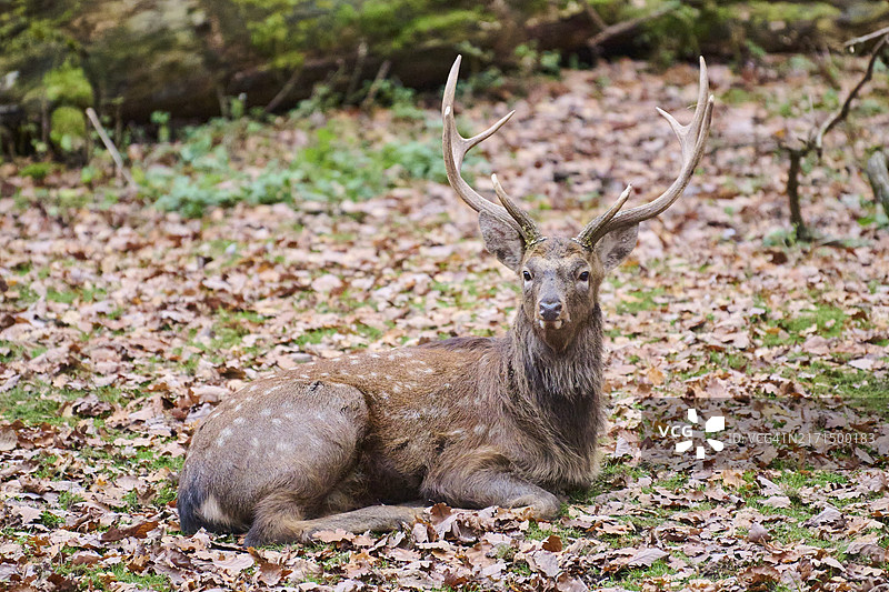 在德国巴伐利亚森林里躺在地上的梅花鹿图片素材
