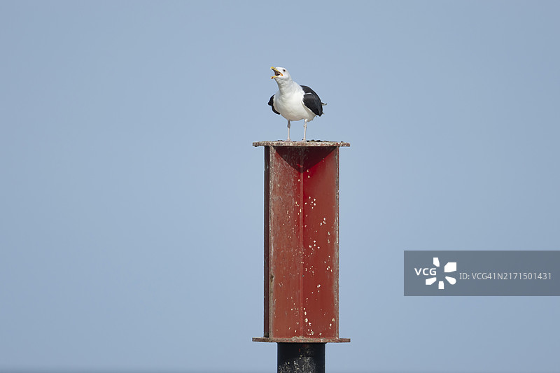 黑背鸥成鸟在金属柱上鸣叫，诺福克，英格兰图片素材