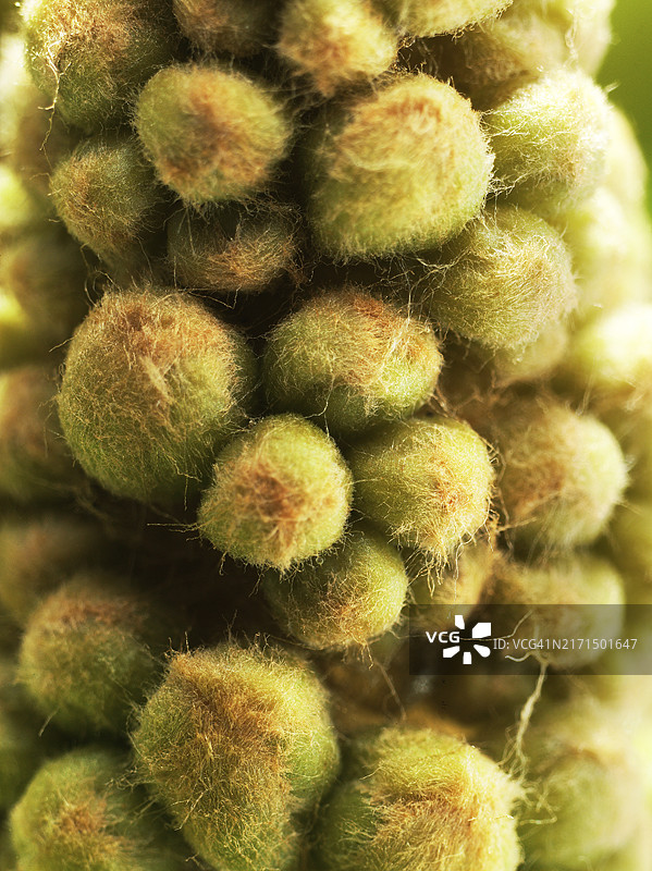 欧洲七叶树，幼花序，花蕾，细毛保护幼芽，微距照片图片素材