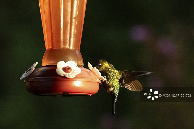 紫冠蜂鸟，洛斯克特查莱斯国家公园，哥斯达黎加，中美洲图片素材