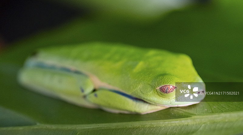 红眼树蛙在树叶上睡觉，埃雷迪亚省，哥斯达黎加，中美洲图片素材