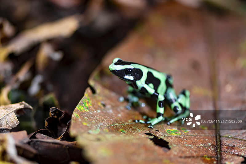 金色箭毒蛙，摄于哥斯达黎加埃雷迪亚省图片素材