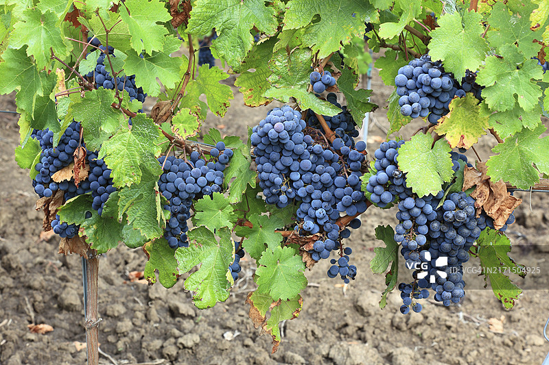 罗马尼亚克拉梅莱雷卡斯酒庄的葡萄酒产区，靠近雷卡什葡萄酒村，红葡萄种植区，赤霞珠葡萄，巴纳特，欧洲图片素材