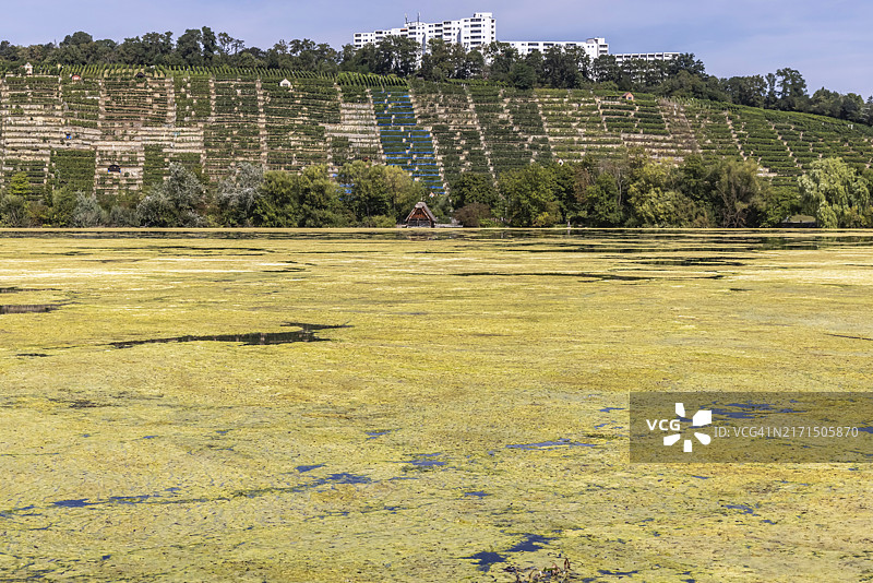 金鱼藻几乎覆盖了斯图加特的整个湖面，现用割草船移除水生植物，以便再次进行水上运动。今年金鱼藻的生长尤为显著。斯图加特图片素材