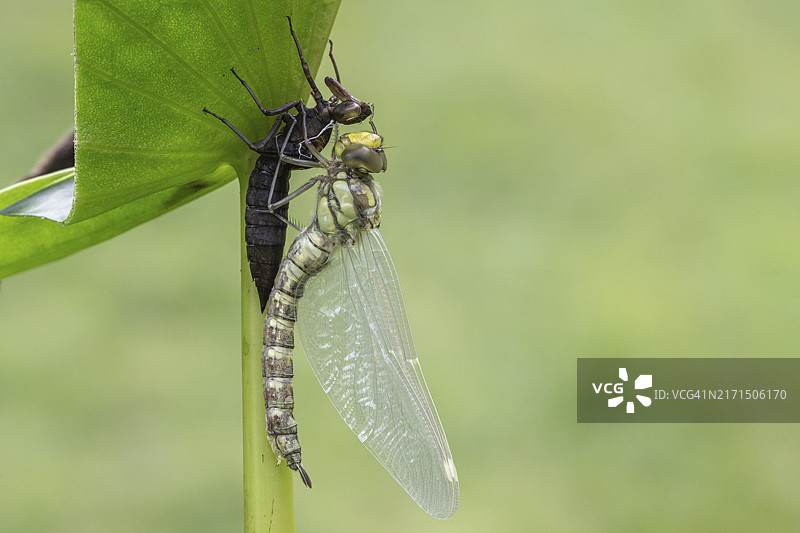 翠晏蜓及其蜕皮，德国下萨克森州图片素材