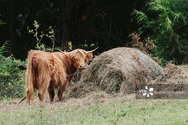 高地牛和干草堆图片素材