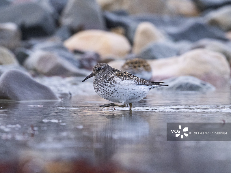 紫滨鹬在北冰洋海岸线低潮时觅食，挪威瓦朗厄尔峡湾图片素材